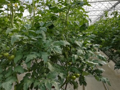 Foto: Danijela Plavšić