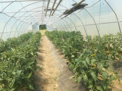 foto: Danijela Plavšić