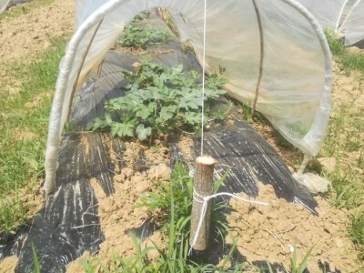 foto: Danijela Plavšić