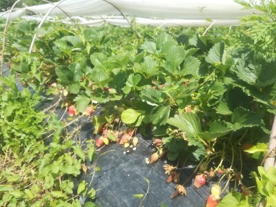 foto: Danijela Plavšić