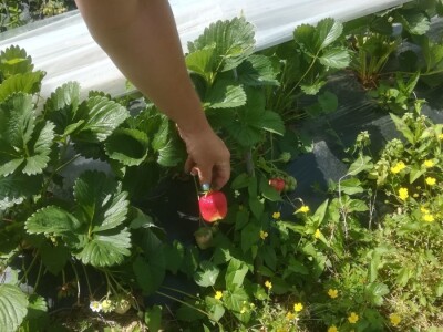 foto: Danijela Plavšić