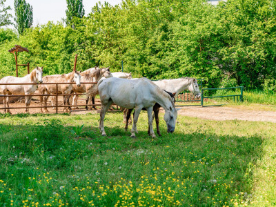Prnjavorska ergela "Vučijak"