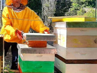 Foto galerija: Lipanj u pčelinjaku