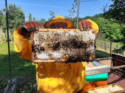Foto galerija: Lipanj u pčelinjaku