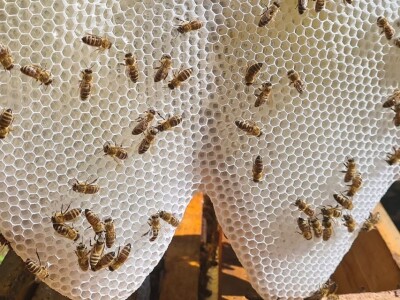 Foto galerija: Lipanj u pčelinjaku