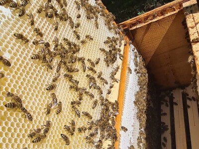 Foto galerija: Lipanj u pčelinjaku