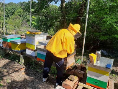 Foto galerija: Lipanj u pčelinjaku