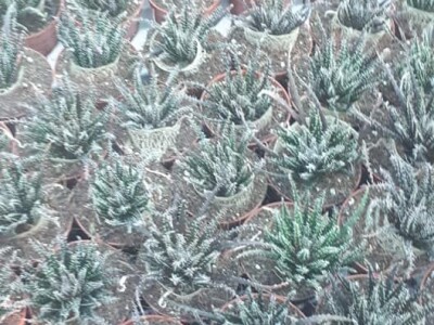 FOTO PUTOVANJE U KRALJEVINU CVIJEĆA