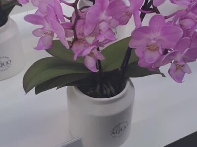 FOTO PUTOVANJE U KRALJEVINU CVIJEĆA