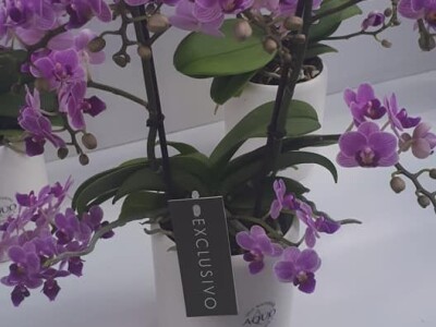 FOTO PUTOVANJE U KRALJEVINU CVIJEĆA