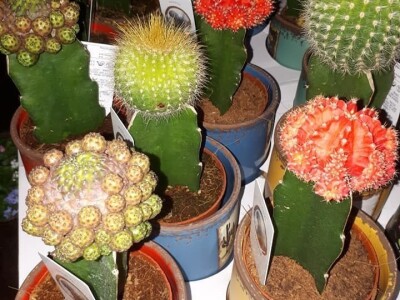 FOTO PUTOVANJE U KRALJEVINU CVIJEĆA