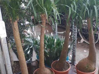 FOTO PUTOVANJE U KRALJEVINU CVIJEĆA