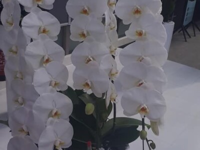 FOTO PUTOVANJE U KRALJEVINU CVIJEĆA