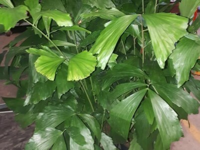 FOTO PUTOVANJE U KRALJEVINU CVIJEĆA