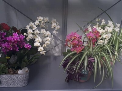 FOTO PUTOVANJE U KRALJEVINU CVIJEĆA