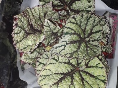 FOTO PUTOVANJE U KRALJEVINU CVIJEĆA