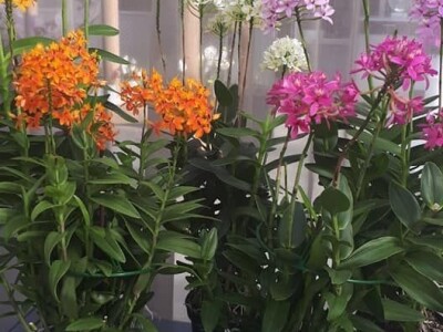 FOTO PUTOVANJE U KRALJEVINU CVIJEĆA