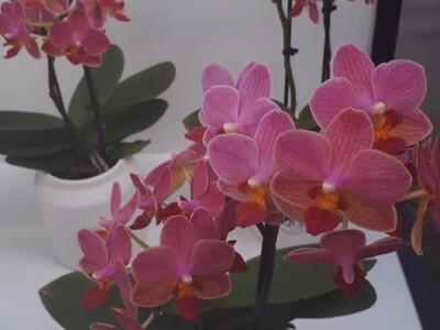 FOTO PUTOVANJE U KRALJEVINU CVIJEĆA