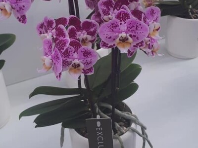 FOTO PUTOVANJE U KRALJEVINU CVIJEĆA