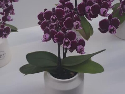 FOTO PUTOVANJE U KRALJEVINU CVIJEĆA