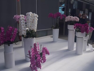 FOTO PUTOVANJE U KRALJEVINU CVIJEĆA