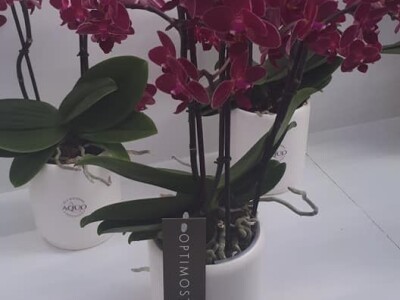 FOTO PUTOVANJE U KRALJEVINU CVIJEĆA