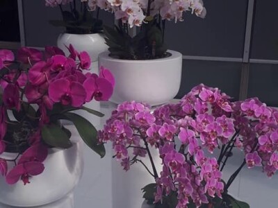 FOTO PUTOVANJE U KRALJEVINU CVIJEĆA