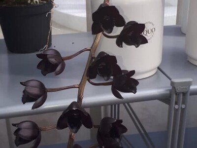 FOTO PUTOVANJE U KRALJEVINU CVIJEĆA