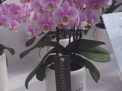 FOTO PUTOVANJE U KRALJEVINU CVIJEĆA