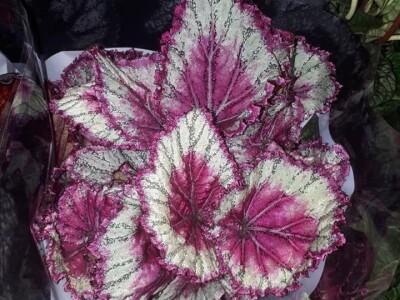 FOTO PUTOVANJE U KRALJEVINU CVIJEĆA