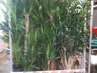 FOTO PUTOVANJE U KRALJEVINU CVIJEĆA