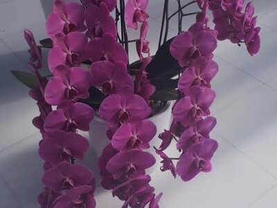 FOTO PUTOVANJE U KRALJEVINU CVIJEĆA