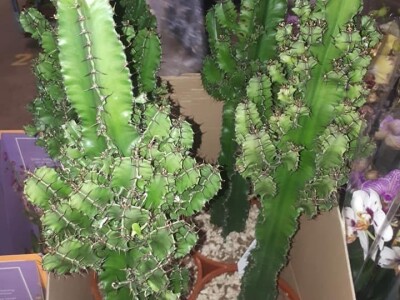 FOTO PUTOVANJE U KRALJEVINU CVIJEĆA