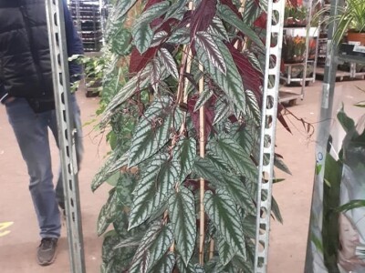 FOTO PUTOVANJE U KRALJEVINU CVIJEĆA