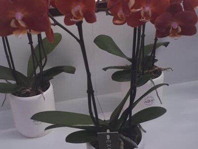 FOTO PUTOVANJE U KRALJEVINU CVIJEĆA