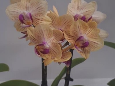 FOTO PUTOVANJE U KRALJEVINU CVIJEĆA