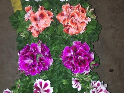 FOTO PUTOVANJE U KRALJEVINU CVIJEĆA