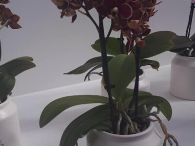 FOTO PUTOVANJE U KRALJEVINU CVIJEĆA