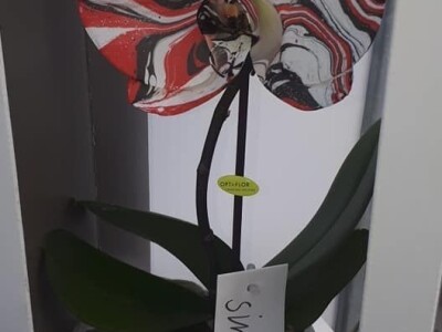 FOTO PUTOVANJE U KRALJEVINU CVIJEĆA