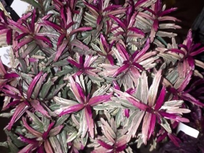 FOTO PUTOVANJE U KRALJEVINU CVIJEĆA