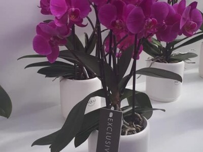 FOTO PUTOVANJE U KRALJEVINU CVIJEĆA