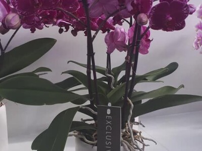 FOTO PUTOVANJE U KRALJEVINU CVIJEĆA