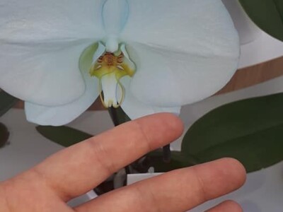 FOTO PUTOVANJE U KRALJEVINU CVIJEĆA