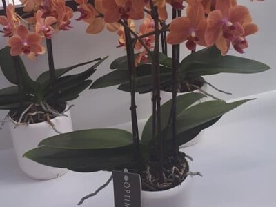 FOTO PUTOVANJE U KRALJEVINU CVIJEĆA