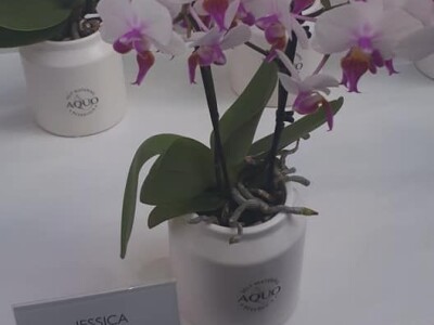 FOTO PUTOVANJE U KRALJEVINU CVIJEĆA