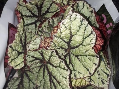 FOTO PUTOVANJE U KRALJEVINU CVIJEĆA