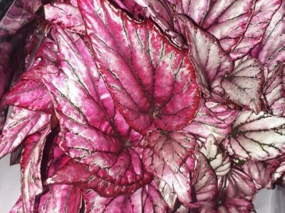 FOTO PUTOVANJE U KRALJEVINU CVIJEĆA