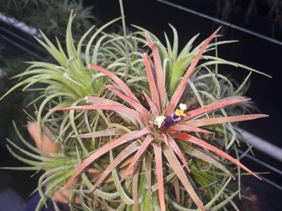 FOTO PUTOVANJE U KRALJEVINU CVIJEĆA