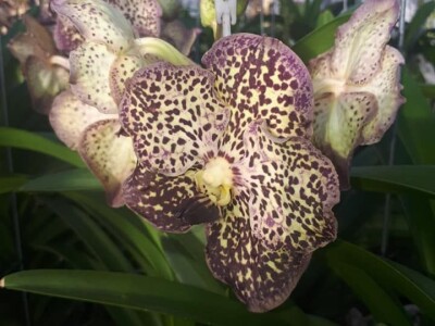 FOTO PUTOVANJE U KRALJEVINU CVIJEĆA