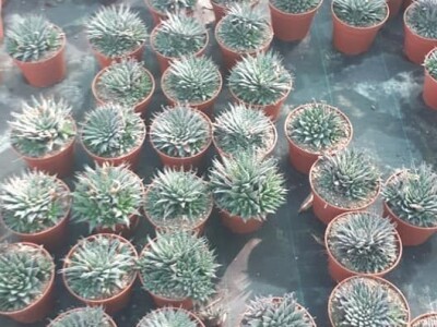 FOTO PUTOVANJE U KRALJEVINU CVIJEĆA